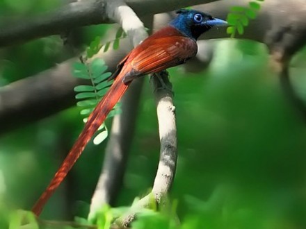 Asian Paradise Fly Catcher