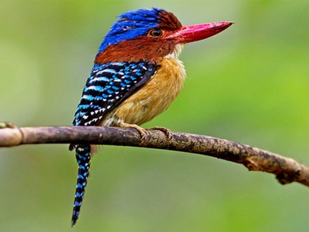 Banded Kingfisher