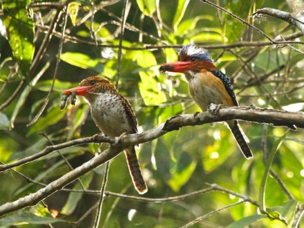 South Thailand Bird Watching Tour 14D