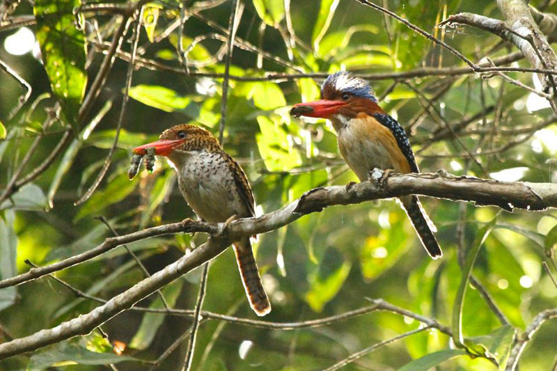 South Thailand Bird Watching Tour 14D