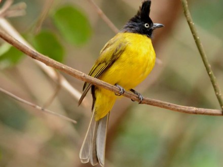 Black Crested Bulbull