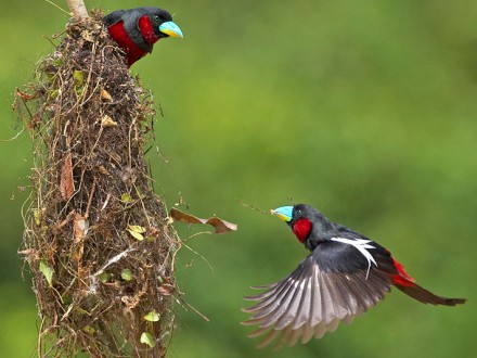 Black and Red Broadbills