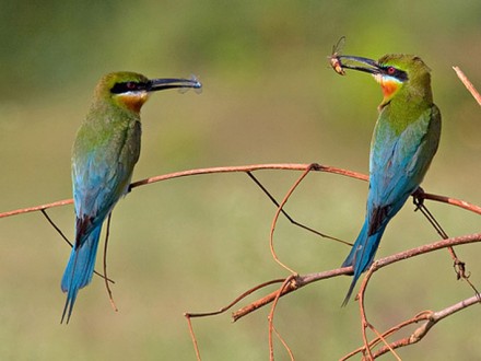 Phuket Bird Watching Tour Day Trip