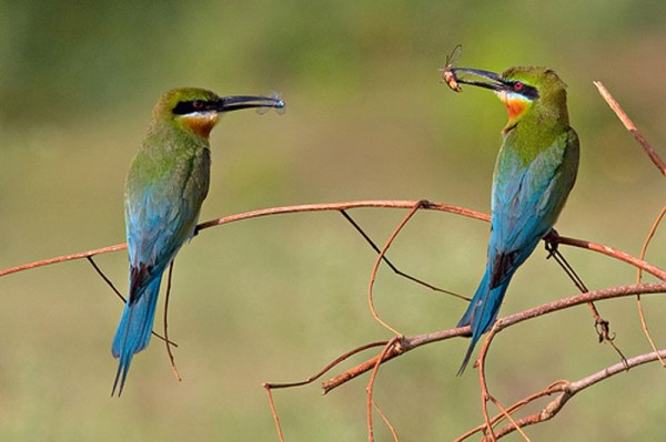 Phuket Bird Watching Tour Day Trip