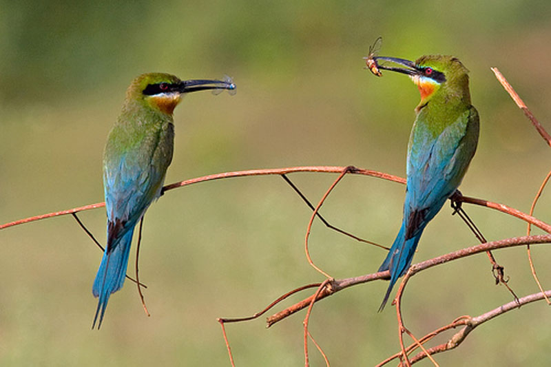 Phuket Bird Watching Tour Day Trip