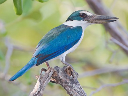 Collared Kingfisher