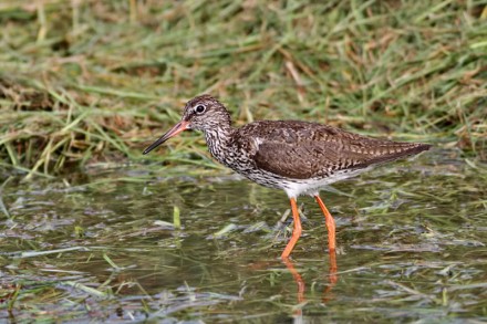 Thale Noi Bird Watching