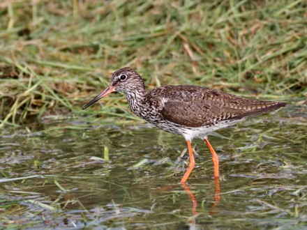 Thale Noi Bird Watching