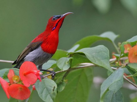 Khao Sok Bird Watching Tour Day Trip