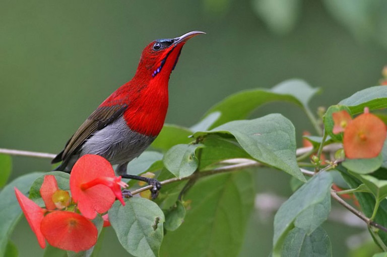 Khao Sok Bird Watching Tour Day Trip