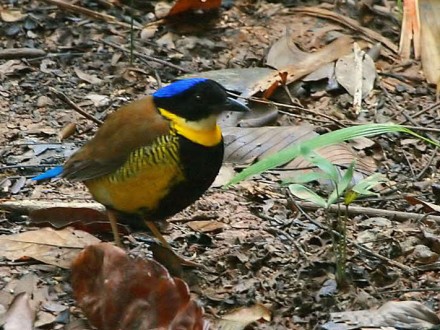 Khao Nor Chuchi Birdwatching Day Trip