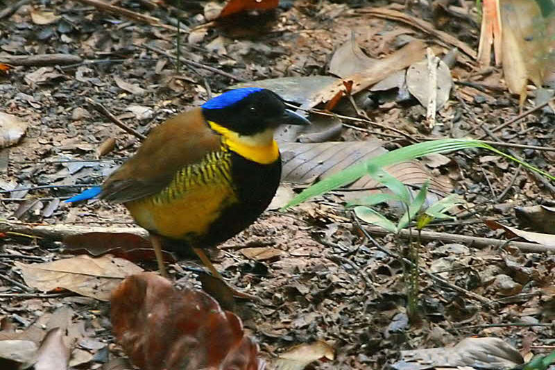 Khao Nor Chuchi Birdwatching Day Trip