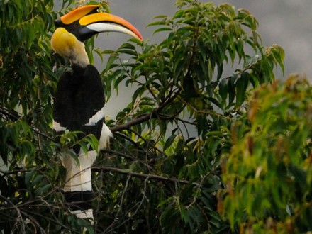 South Thailand Bird Watching Tour 8D