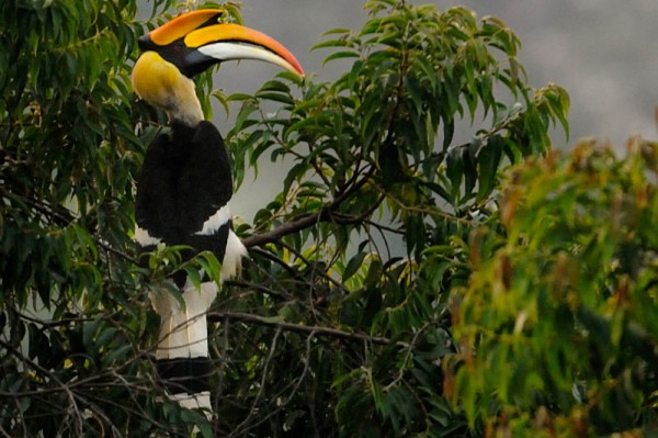 South Thailand Bird Watching Tour 8D