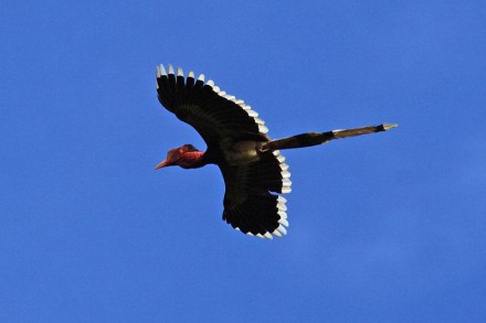 Khao Sok Bird Watching Canoeing Tour 3D