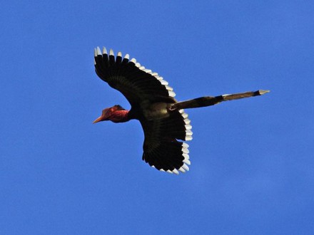 Khao Sok Bird Watching Canoeing Tour 3D