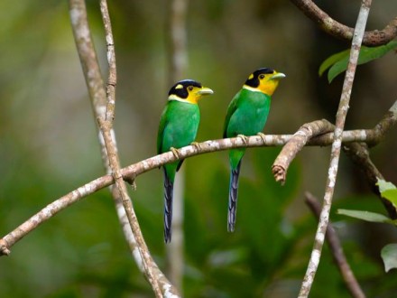 Kaeng Krachan Bird Watching Tour 3D2N