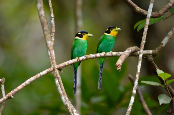 Kaeng Krachan Bird Watching Tour 3D2N