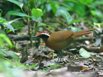 Khao Luang Krung Ching Bird Watching Tour 3D