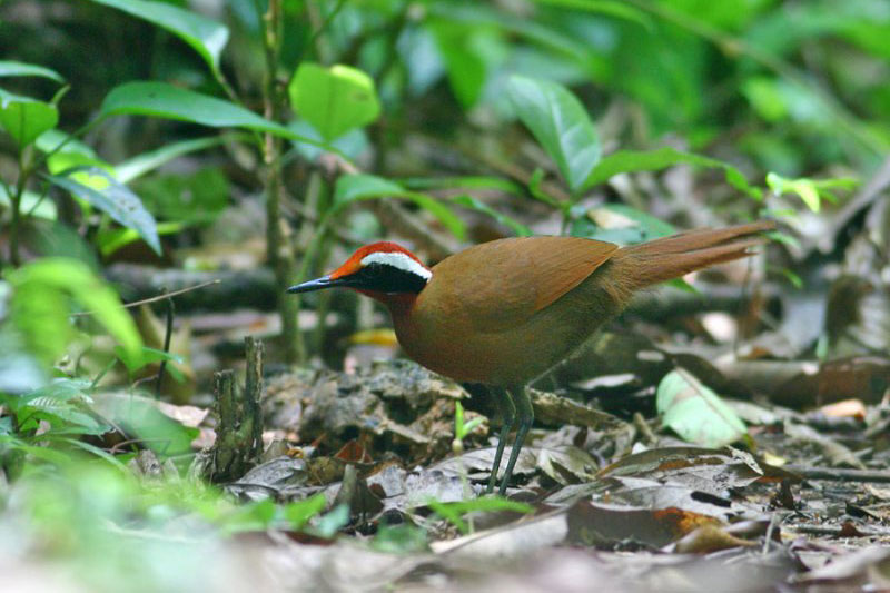 Khao Luang Krung Ching Bird Watching Tour 3D