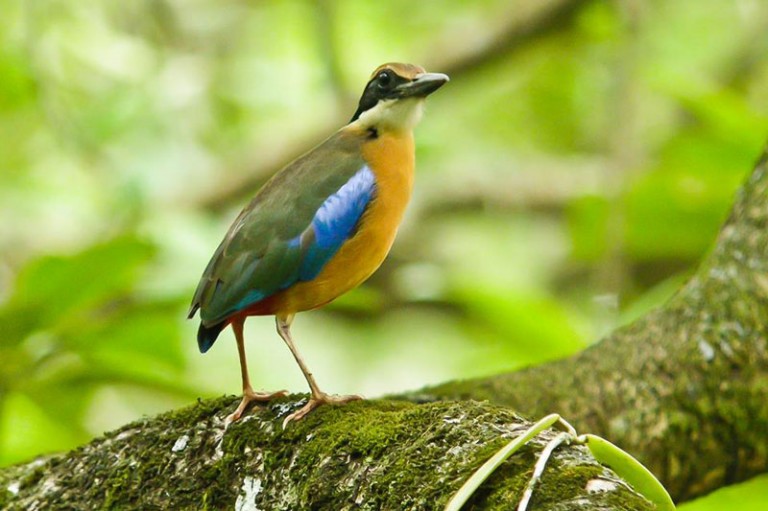 Krabi Bird Watching Tour Day Trip