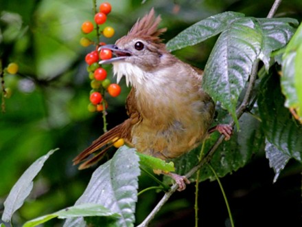 Ochraceous Bulbul