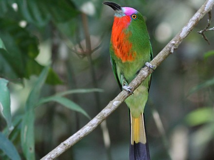 Red Bearded Bee Eater