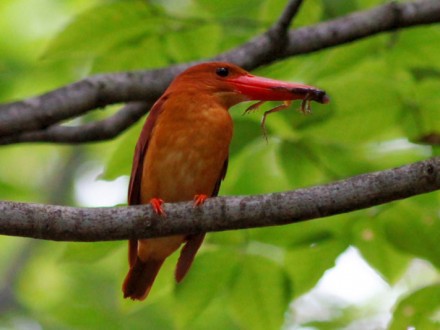 Koh Yao Noi Bird Watching Tour Day Trip