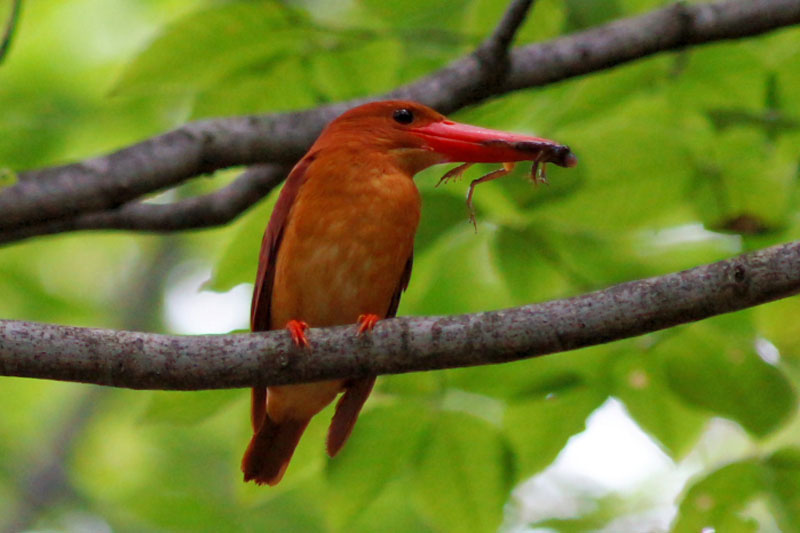 Koh Yao Noi Bird Watching Tour Day Trip