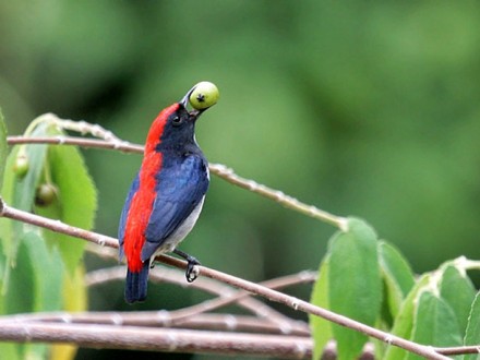 Scarlet Backed Flowerpecker