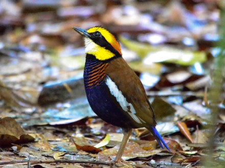 Sri Phang Nga Bird Watching Tour Day Trip