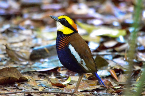 Sri Phang Nga Bird Watching Tour Day Trip