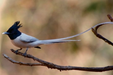 Thailand Birdwatching